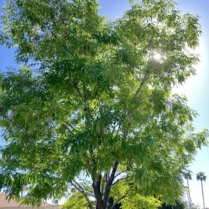 Next Generation Tree Care