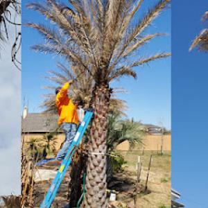 El Paso Tree Removal