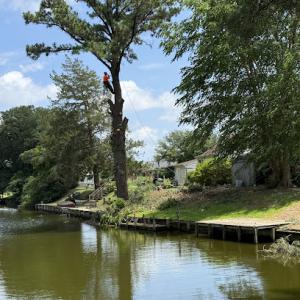 Larsen Brothers Tree Service