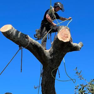 Cox Arboriculture Services