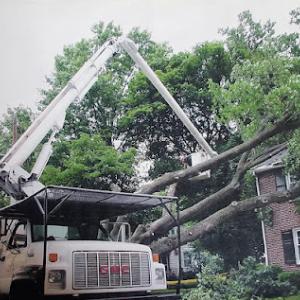 Shull's Tree Service