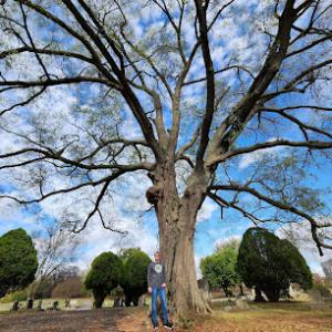 Seidel's Tree Service
