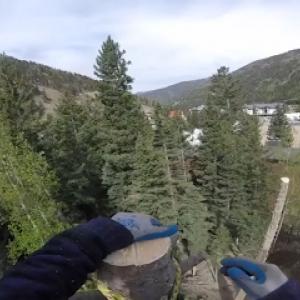 Green Thumb Tree Service Colorado