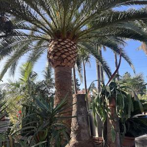 Lifetime Tree Service