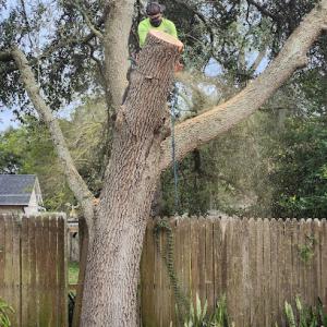 Affordable Tree Trimming