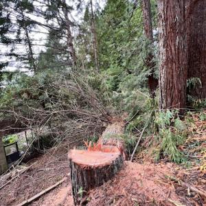 Northwest Tree Service