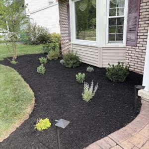 The Ornamental Arborist