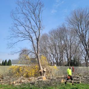 Saw-Some Tree Service