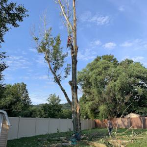 DelBiondo Timber & Milling