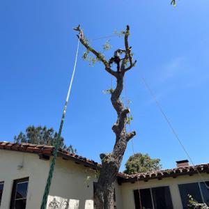 Mont Tree Service & Landscape