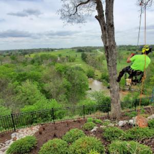 Spira Tree Care - Tree Removal & Tree Cutting Service
