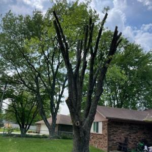 Matias Lawn & Tree Service