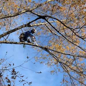 American Tree & Stump