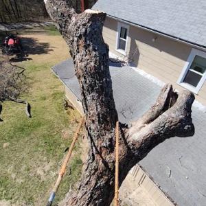 Maco tree service