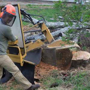 Big Beaver Stump Grinding