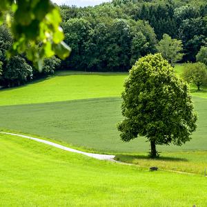 Johnson's Tree Service