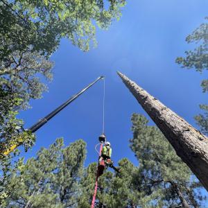 C&M Tree Service