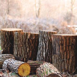 Grosse Ile Tree Service