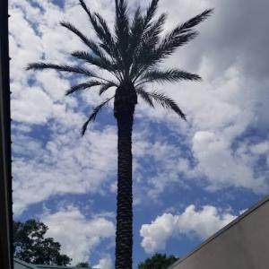 Coastal Living Tree & Landscape Service