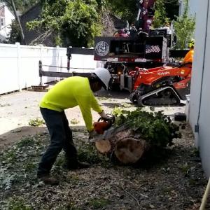 Start price tree services
