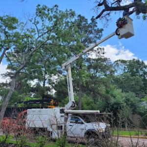 Pearland Tree Solutions