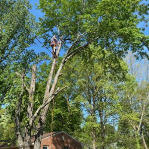 American Pride Lawn & Tree Service