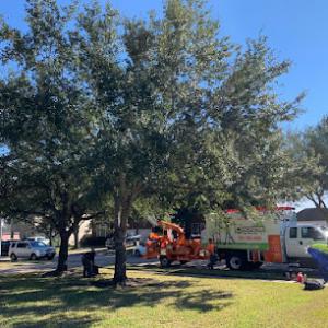 Monster Tree Service of Pearland