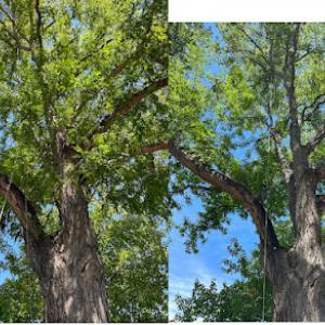 Hoffman’s Happy Tree Care