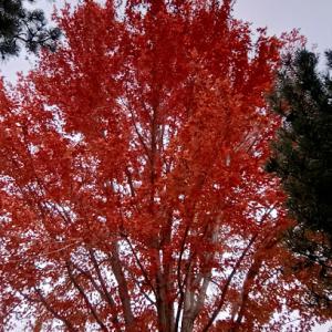 Healthy Little Trees