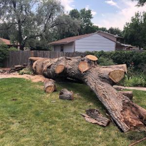 Loveland Tree Company