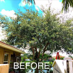 All American Arbor Services