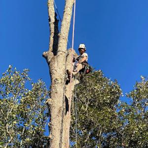 Magnolia Tree Care
