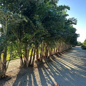 Jack's Complete Tree Services