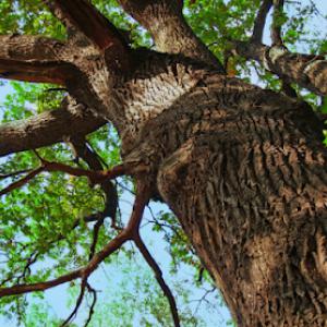 Bassett Tree Service