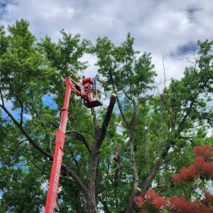Clear Cut Tree Service