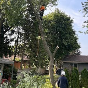 Clark's Stump Removal & Tree Service