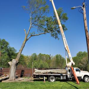 Michael's Tree Service