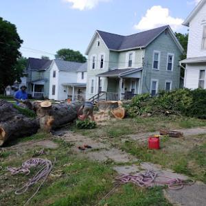 Sawsall Tree Removal