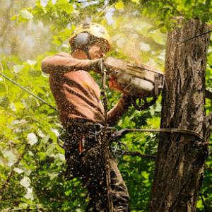Quality Tree Service Fremont