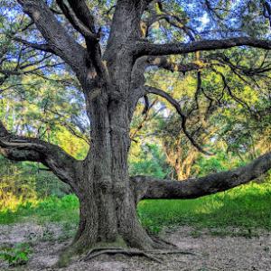 Treescapes Texas Arborist