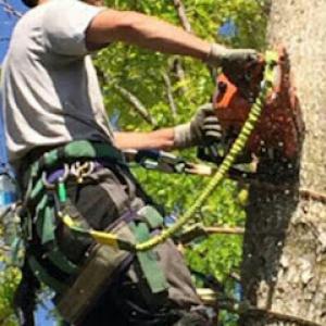 Silverleaf Tree Service