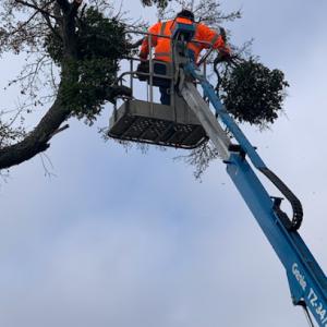 Double T Tree Service