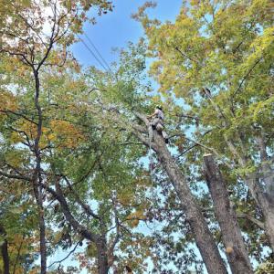Signal Tree Arboriculture