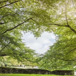 Love it Landscaping & Tree