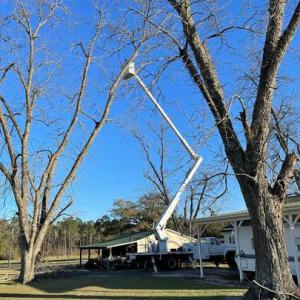 Vail Tree Service Hendersonville