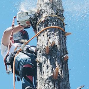 Lodi Tree Service