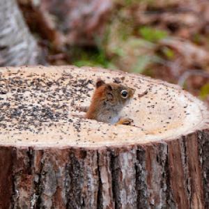 Heartland Stump Removal