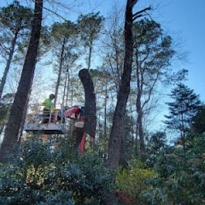 Raleigh Tree Service
