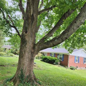 Central Ky Tree Service