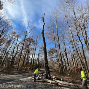 Horizon Tree Removal Lexington